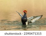 Small photo of The red-crested pochard (Netta rufina) is a large diving duck.