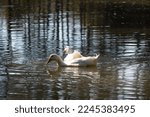 Two White Ducks Swim In A Very...