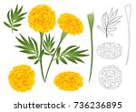 Marigold Flower Outline  ...