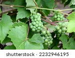 White wine, Riesling Vitis vinifera, is a wine that is mainly grown in the Rheingau region of Hesse