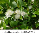 Small photo of Myrtle; Myrtus communis; Balm