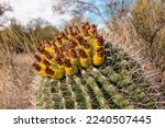 Small photo of Barrel cactus fruit and sharp fishhook spines in Tucson, Arizona.