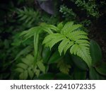 Small photo of Plants that have existed since time immemorial, ferns