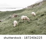 A sheep with two lambs graze on the Norwegian coast in the mountains. Sheep grazing in Norway