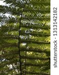 Small photo of ferntree leaves green silhouette fern against light