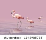 Beautiful Flamingos Walk On The ...