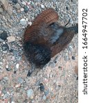 Small photo of Dead Crow pheasants on the gravelly road