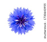 Close Up Of Blue Cornflower...