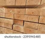 Stacked of lumber in timber...