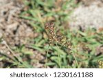 Native bugs and plants