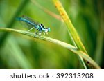 Blue Dragonfly On Green Grass...