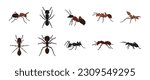 animal ant illustration vector...