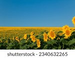 agricultural business.sunflower oil production.sunflower harvest.sunflower field.farming and agronomy in ukraine.sunflower promotion.yellow field.young harvest.sunflowers wallpaper.
big field.summer