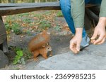 Small photo of squirrel eats from a person's hand.kindness of a person.feeds the squirrel.squirrels in the park.a squirrel eats a nut in an autumn park.squirrel eats a nut from a man's hand.caring for animals.animal