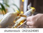 Yellow cockatiel parrot.cute...