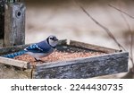 Blue jay in the wiled on a bird feeder.