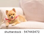 Cute pomeranian dog smiling on...