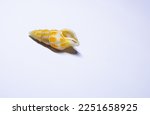 Small photo of Tritia vaucheri is a species of sea snail, a marine gastropod mollusc in the family Nassariidae, the nassa mud snails or dog whelks.