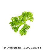 Small photo of Fresh curly parsley twig isolated. Cilantro leaves, raw garden parsley twig, chervil sprig, corriender leaves on white background top view