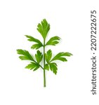 Small photo of Fresh parsley leaf isolated. Cilantro leaves, raw garden parsley twig, chervil or corriender leaf on white background top view