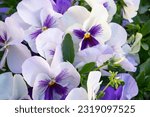 Small photo of Purple Violet Pansies, Tricolor Viola Close up, Flowerbed with Viola Flowers, Heartsease, Johnny Jump up or Three Faces in a Hood Flower Texture Background