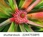 Small photo of Close-up of pineapple crown with Pink colorful, Close up pineapple of green leaves with organic colour. Mini Pink Pineapples, inside Pineapple.