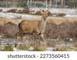 Red Deer Hind in low winter sun, Staffordshire , UK
