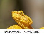 Wild Yellow Eyelash Viper