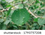 Alder Tree Leaf With Neoplasms...