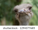 A Close Up Face Ostrich Close...