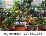 Citrus Dwarf Trees Mandarin And ...