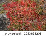Small photo of Alpine bearberry in red autumn colors