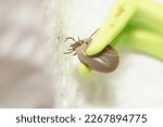 Small photo of Tick Removal, macro Image of a Tick being pulled off!