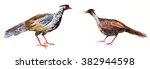 Pheasants  Watercolor