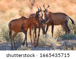 Group Of Red Hartebeest ...