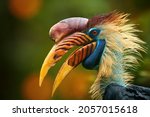 Portrait Of Colourful Hornbill...