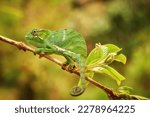 Small photo of Chameleons of Madagascar: Furcifer bifidus, Attractive, bright green striped chameleon endemic to Madagascar, climbing on branch with leaves, curled tail, blurred green-orange background.