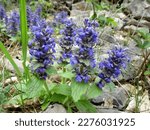Small photo of Geneva Bugle (Ajuga genevensis), blue spike inflorescences photographed outdoors.