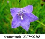 Small photo of Close-up of an isolated blue flower of campanula (Campanula rotundifolia) on a green prairie background