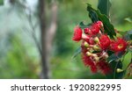 Small photo of Australian nature background with copy space. Red blossoms of the Australian native flowering gum tree Corymbia ficifolia Wildfire variety, Family Myrtaceae. Endemic to Stirling Ranges near Albany, WA