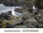 Seagull In Profile On Rock...