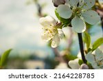 fresh spring beautiful flowers... | Shutterstock . vector #2164228785