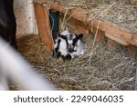 Baby Goat In A Barn