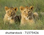Two Young Lion Cubs Resting On...