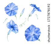 Watercolor Blue Morning Glory...