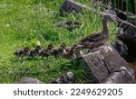 Mallard Female Duck With Chicks