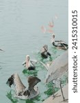 Small photo of Feeding Frenzy of Multiple Florida Pelicans near a fish cleaning station getting into position to grab fish parts being thrown towards them.