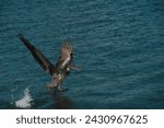One isolated brown pelican in...