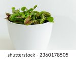 Close-up Venus flytrap. Dionaea muscipula at home. Carnivorous plant. Tropical Venus Trap attempts to capture its prey by extending its delicate traps. White background