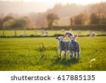 Spring Lambs In Countryside In...